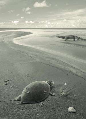 The first European sea turtles became extinct due to changing sea levels