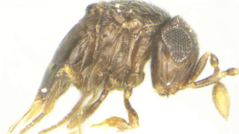 The first long-haired ones: New wasp group proposed for 5 new species from India