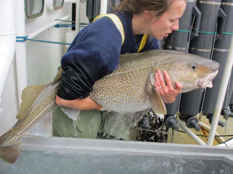 The great northern cod comeback