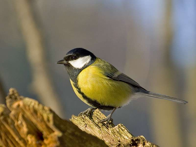 The great tit bird is less attractive due to exposure to heavy metals