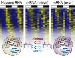The hidden treasure in RNA-seq