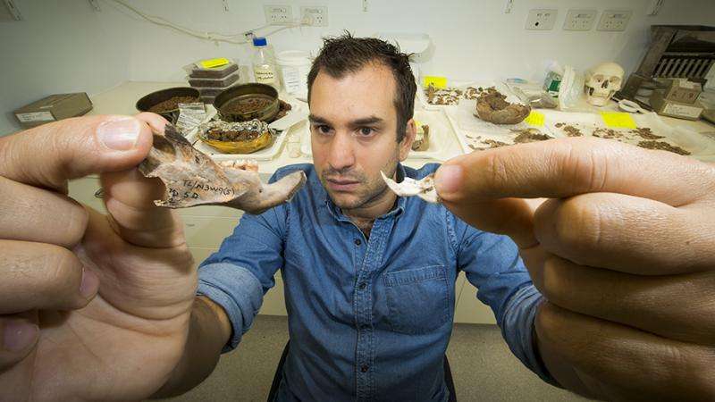 The largest to have existed - giant rat fossils