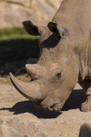 The last population of wild northern white rhinos was wiped out nearly a decade ago