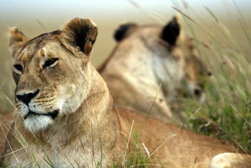 The lion remains listed as vulnerable at a global level, the International Union for the Conservation of Nature said in an updat