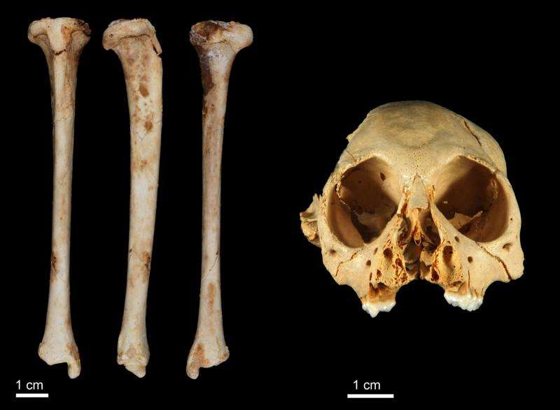 The million year old monkey: New evidence confirms the antiquity of fossil primate