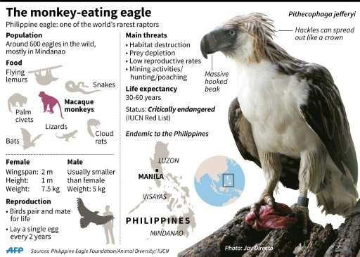 The monkey-eating eagle