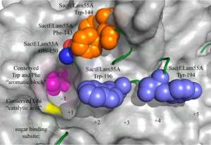 The Most Complete Functional Map of an Entire Enzyme Family