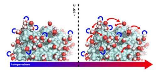 The motion of water molecules on a protein surface