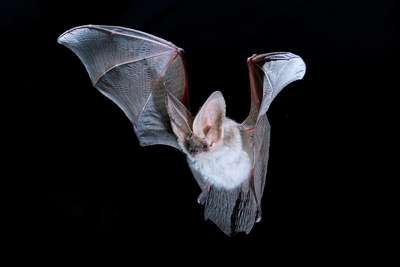 The mystery of the Alpine long-eared bat
