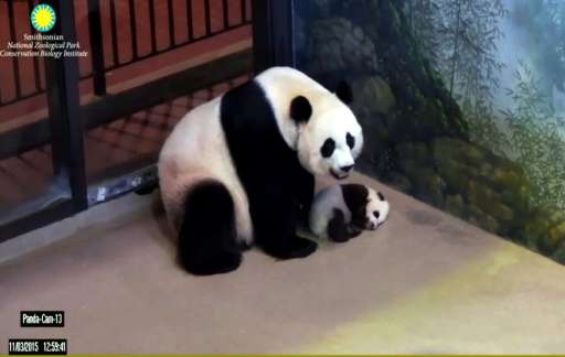 The National Zoo announced November 19, 2015 that giant panda Mei Xiang and her cub Bei Bei—seen via live panda-cam November 3 i
