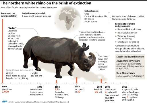 The northern white rhino on the brink of extinction