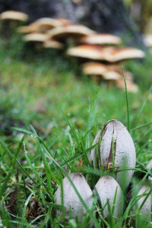 The number of fungal species has been greatly overestimated