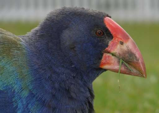 The rare and endangered takahe, a flightless bird indigenous to New Zealand