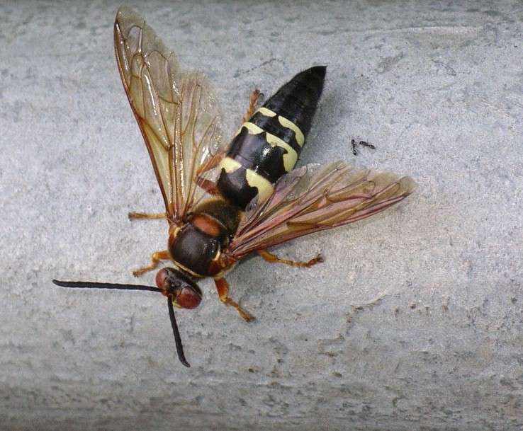 There’s little to fear from fearsome-looking cicada killer wasps, says entomologist