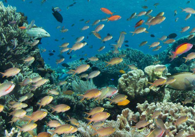 Thermal sensitivity of marine communities reveals the most vulnerable to global warming