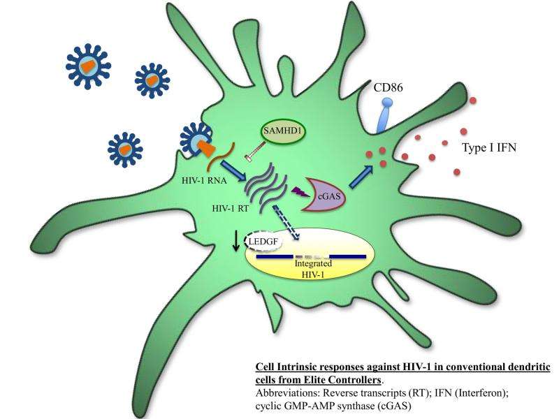 The role of dendritic cells in keeping HIV in check without drugs