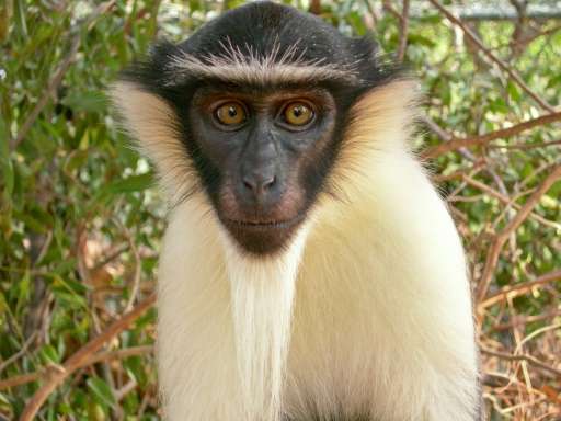 The roloway monkey is thought to be on the verge of extinction