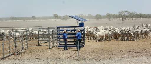 The satellite also monitors pastures every 250 metres (820 feet), allowing farmers to determine when cattle must be moved to the