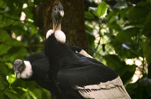 These condors are one of three pairs of the birds brought from Chile to Colombia for inclusion in the national breeding program,