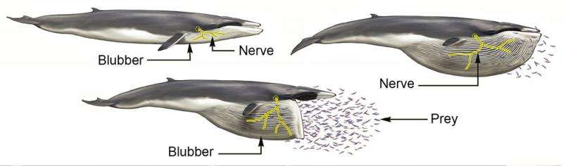 These gigantic whales have nerves like bungee cords