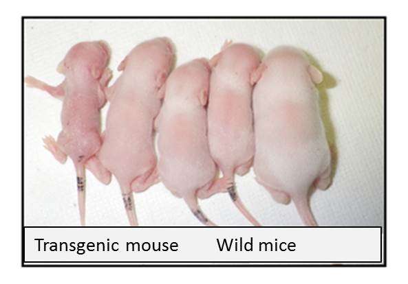 The silence of the genes – new insights into genomic imprinting