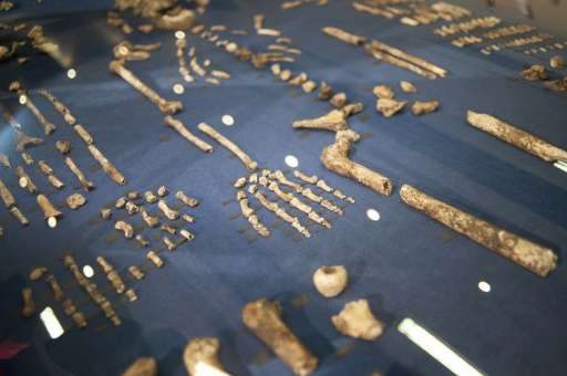 The skeleton of Homo Naledi, a newly discovered human ancestor displayed during the unveiling of the discovery in Maropeng on Se