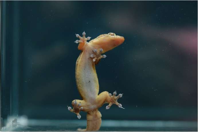 The springy mechanics of large and small gecko toe pad adhesion