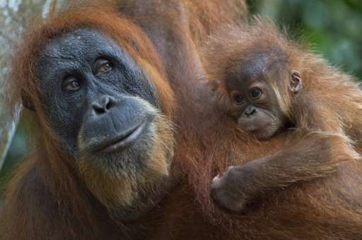 The Sumatran orangutan is a critically endangered species with just 7,500 in existence, according to the World Wildlife Fund