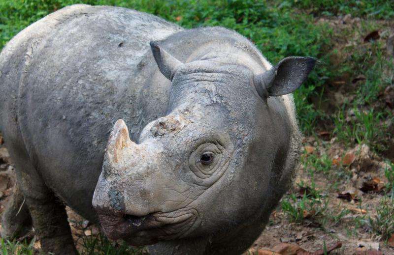 The Sumatran rhino is extinct in the wild in Malaysia