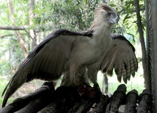 The Swiss-based International Union for the Conservation of Nature lists the Philippine eagle as &quot;critically endangered&quo