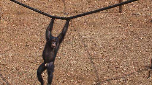 The Tacugama Chimpanzee Sanctuary was forced to close in August last year as the Ebola outbreak swept the region