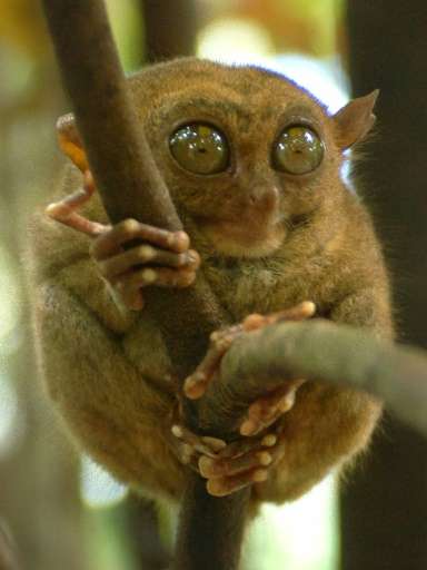 The tarsier is the world's smallest primate and are a protected species in the Philippines