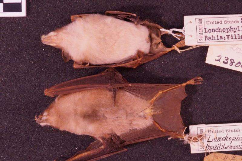 The unexpected one: A new pale nectar-feeding bat species found in Brazil