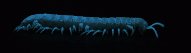 The wonders of bioluminescent millipedes