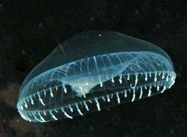The wonders of bioluminescent millipedes