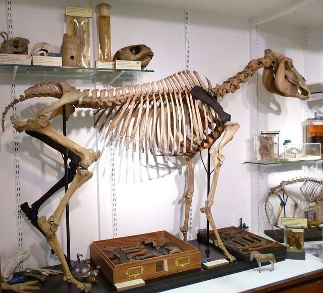 The world’s rarest skeleton stands on four legs once again