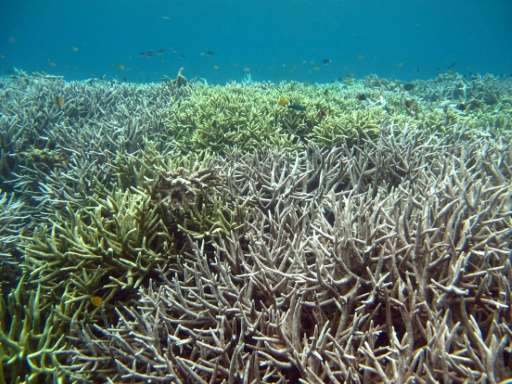 The WWF report also shows there has been a steep decline in coral reefs