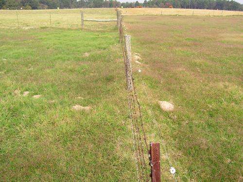 Thirty-year study looks at Bermuda grass sustainability without fertilizer