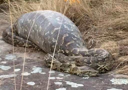 Python dies after eating giant porcupine in S.Africa