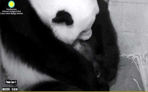 This image courtesy of the Smithsonian National Zoo and Conservation Biology Institute shows giant panda Mei Xiang holding one o