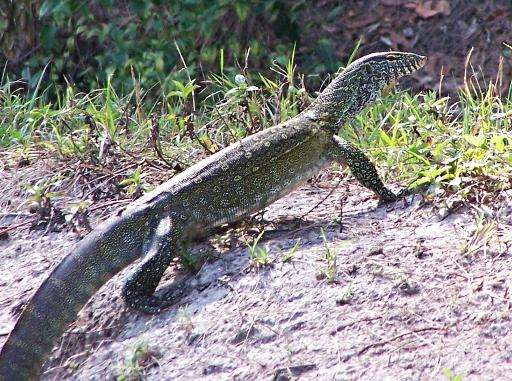 This photo obtained April 10, 2015 courtesy of the Florida Fish and Wildlife Conservation Commission shows a Nile monitor