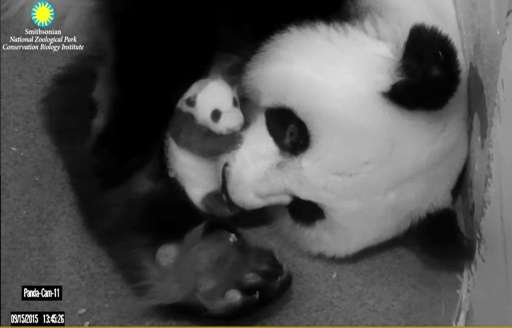 This September 15, 2015 image, courtesy of the Smithsonian National Zoo and Conservation Biology Institute, shows giant panda Me