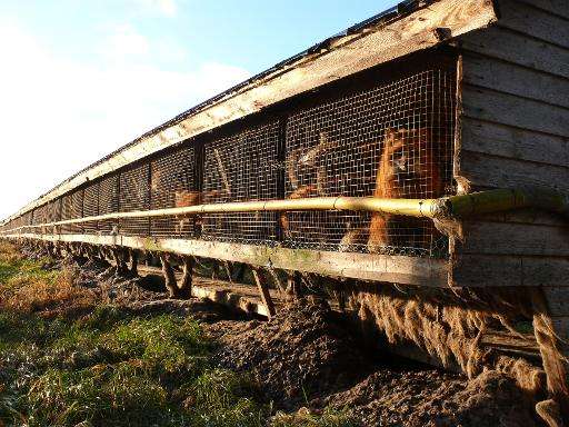 This undated handout photo made available by the Four Paws International group shows foxes at a fur farm at an undisclosed locat