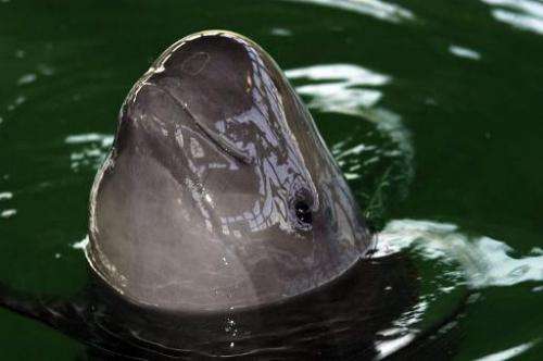 This undated picture released by World Wildlife Fund shows a finless porpoise in captivity at the Research Centre for Aquatic Bi