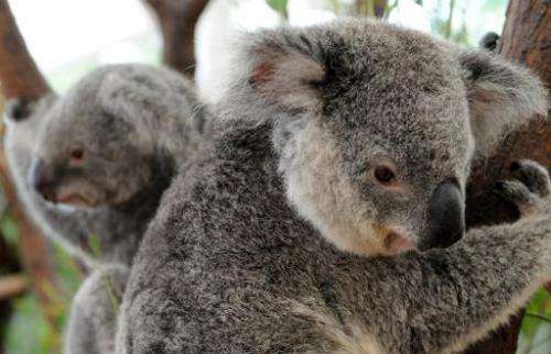 Thought to number in excess of 10 million before British settlers arrived in 1788, the Australian Koala Foundation estimates tha