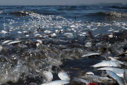 Thousands of dead fish lie on the shores of the Guanabara Bay near the international airport in Rio de Janeiro, Brazil, on Febru