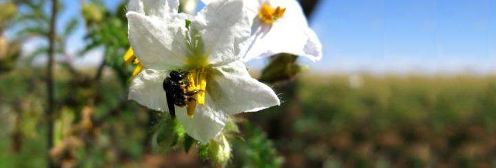 Threat posed by 'pollen thief' bees uncovered