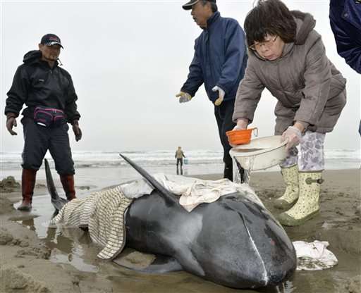 Three dolphins rescued after large group strands on Japan coast