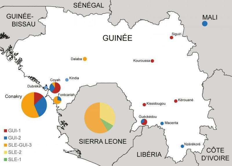 Three Ebola virus variants identified in Guinea