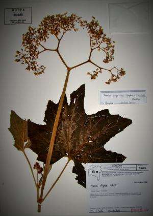 Three new Begonia plant species from Brazil